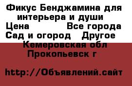 Фикус Бенджамина для интерьера и души › Цена ­ 2 900 - Все города Сад и огород » Другое   . Кемеровская обл.,Прокопьевск г.